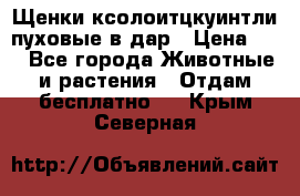 Щенки ксолоитцкуинтли пуховые в дар › Цена ­ 1 - Все города Животные и растения » Отдам бесплатно   . Крым,Северная